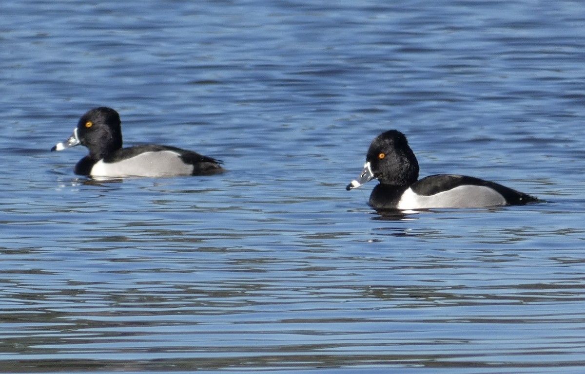 Ring-necked Duck - ML615015399