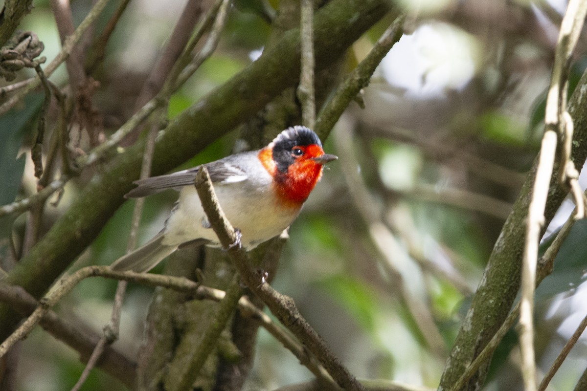 Red-faced Warbler - ML615015407