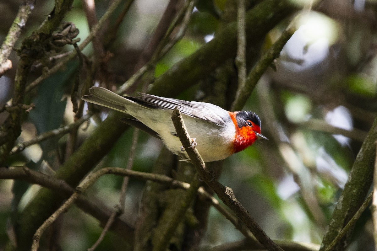 Red-faced Warbler - ML615015408