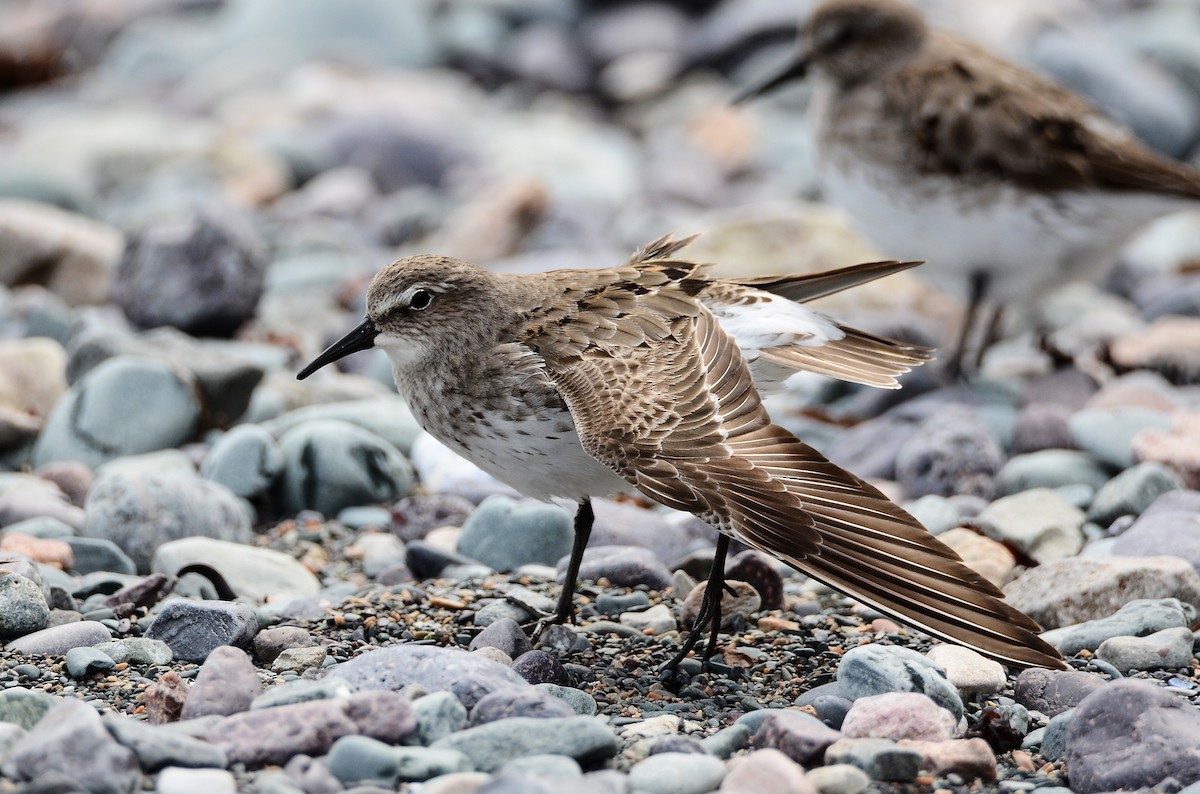 White-rumped Sandpiper - ML615015413