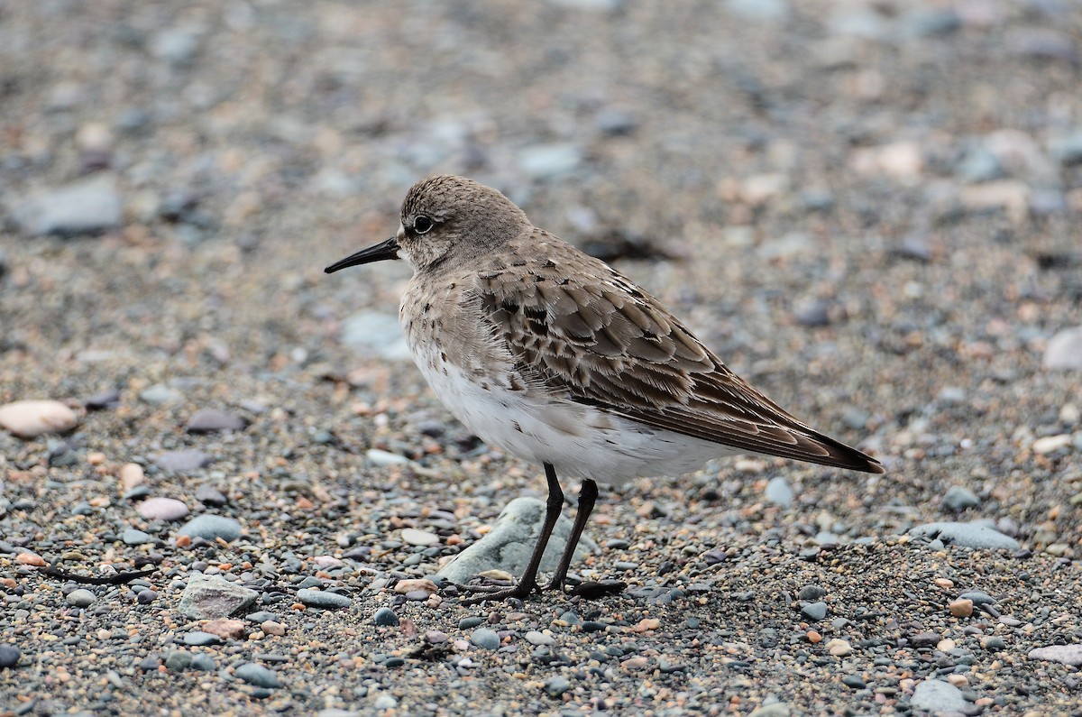 White-rumped Sandpiper - ML615015414