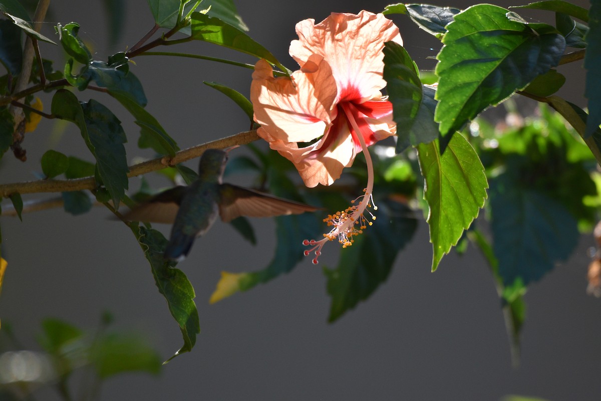 Ruby-throated Hummingbird - ML615015417