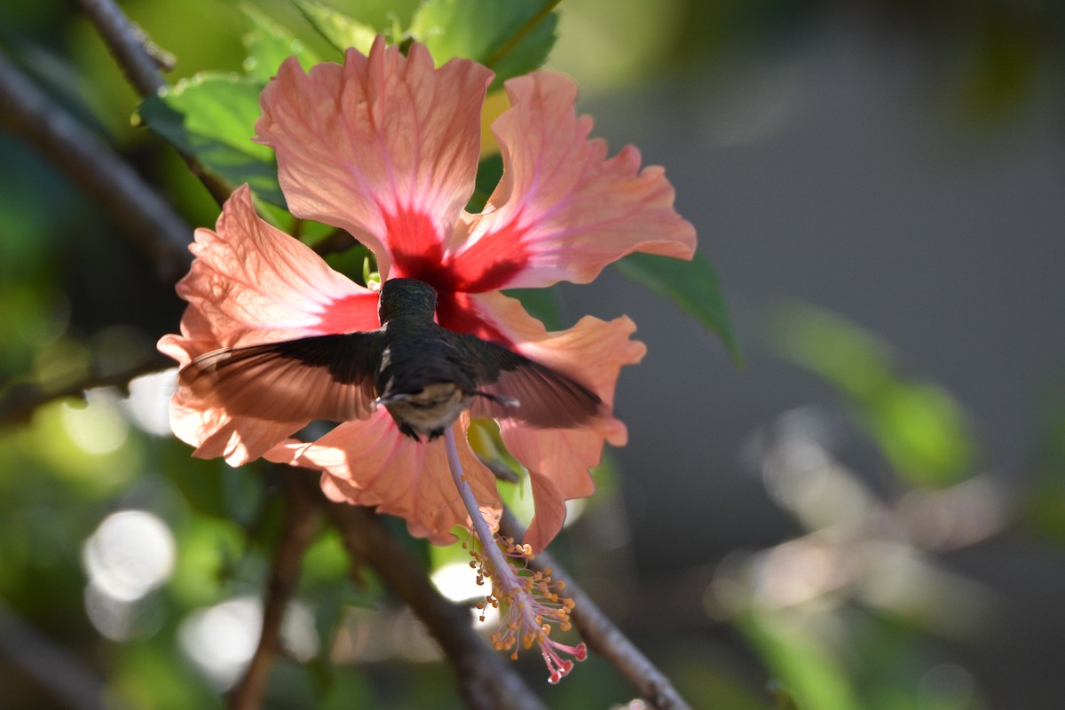 Ruby-throated Hummingbird - Garry Waldram