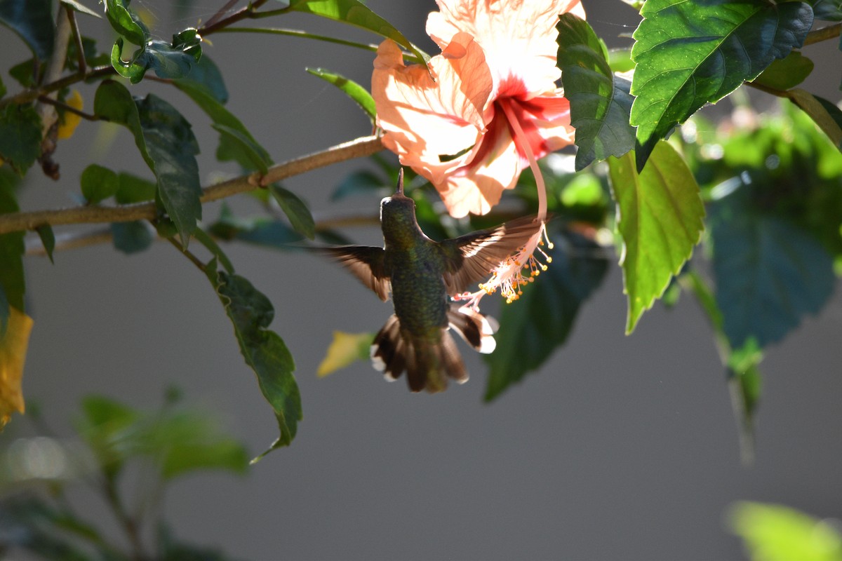 Ruby-throated Hummingbird - Garry Waldram