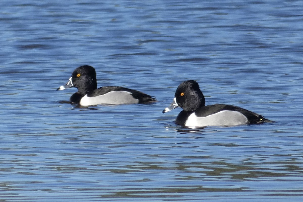 Ring-necked Duck - ML615015426