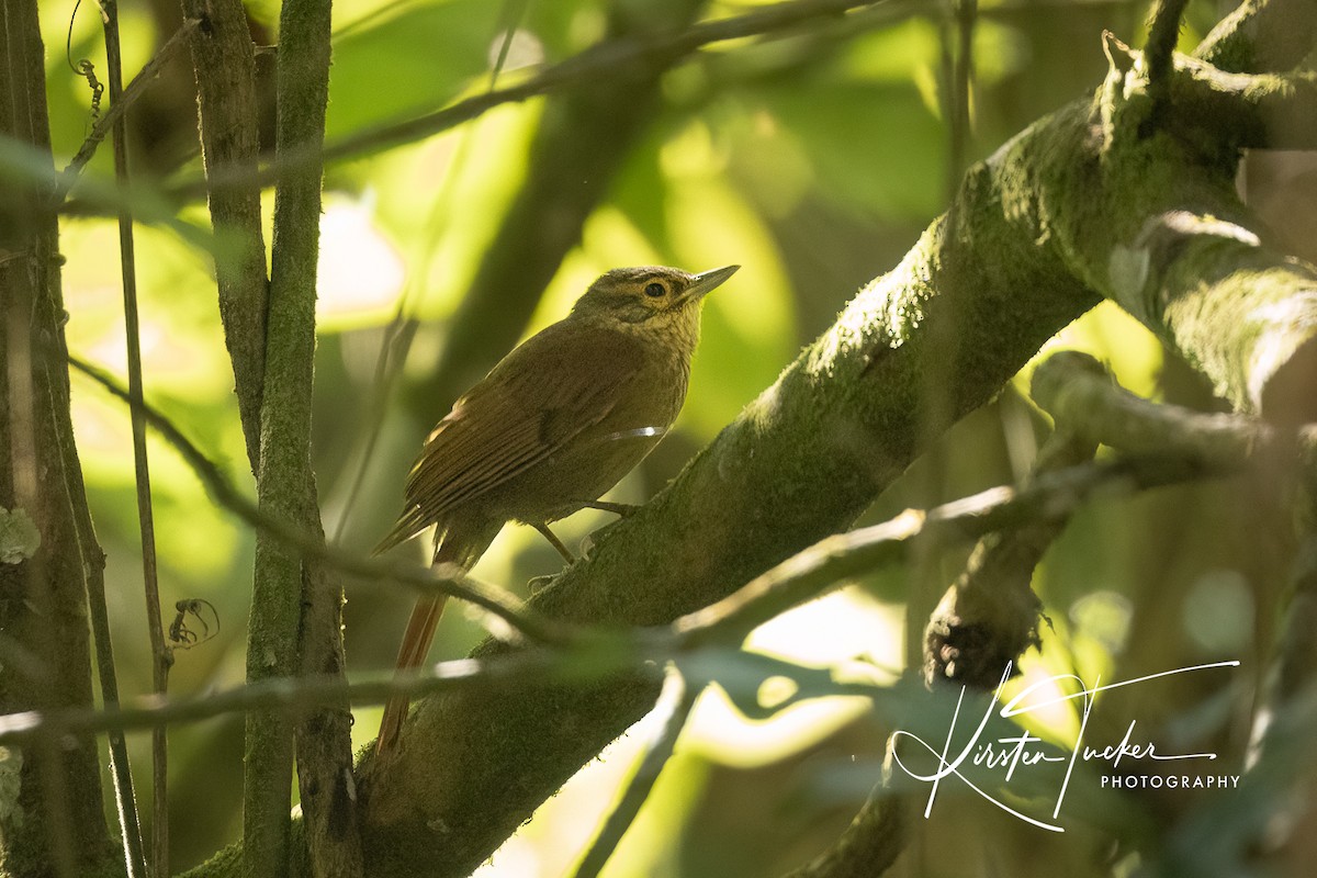 Scaly-throated Foliage-gleaner - ML615015437