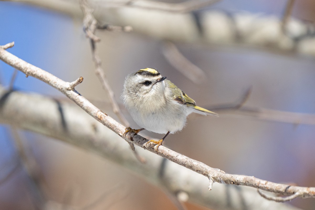 Golden-crowned Kinglet - ML615015440