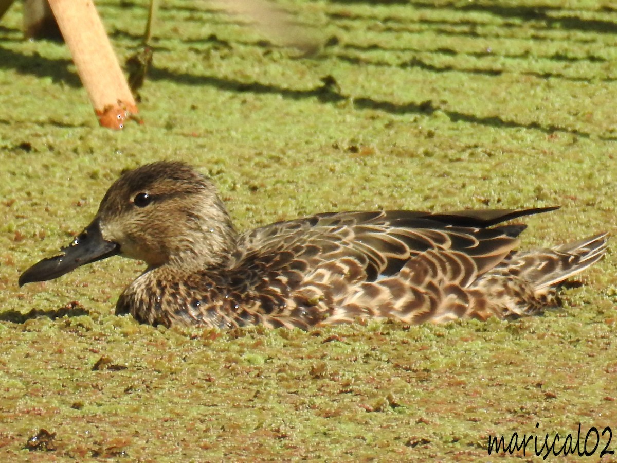 Blue-winged Teal - ML615015488