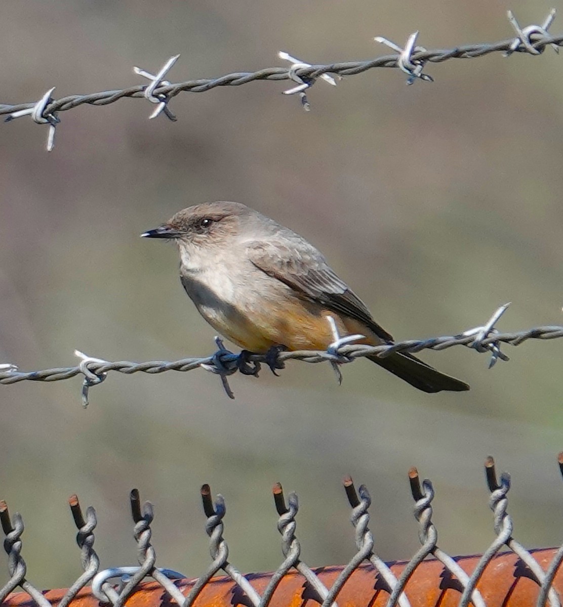 Say's Phoebe - Brian Lineaweaver