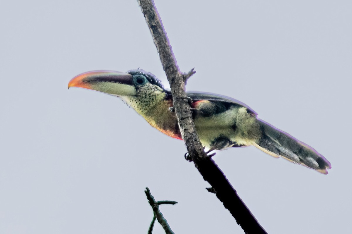 Curl-crested Aracari - ML615015683