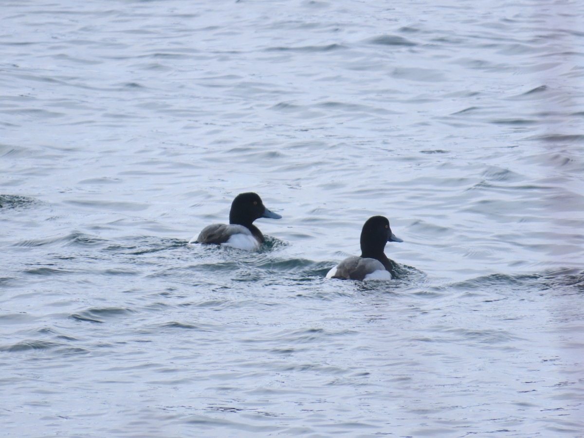 Greater Scaup - ML615015699