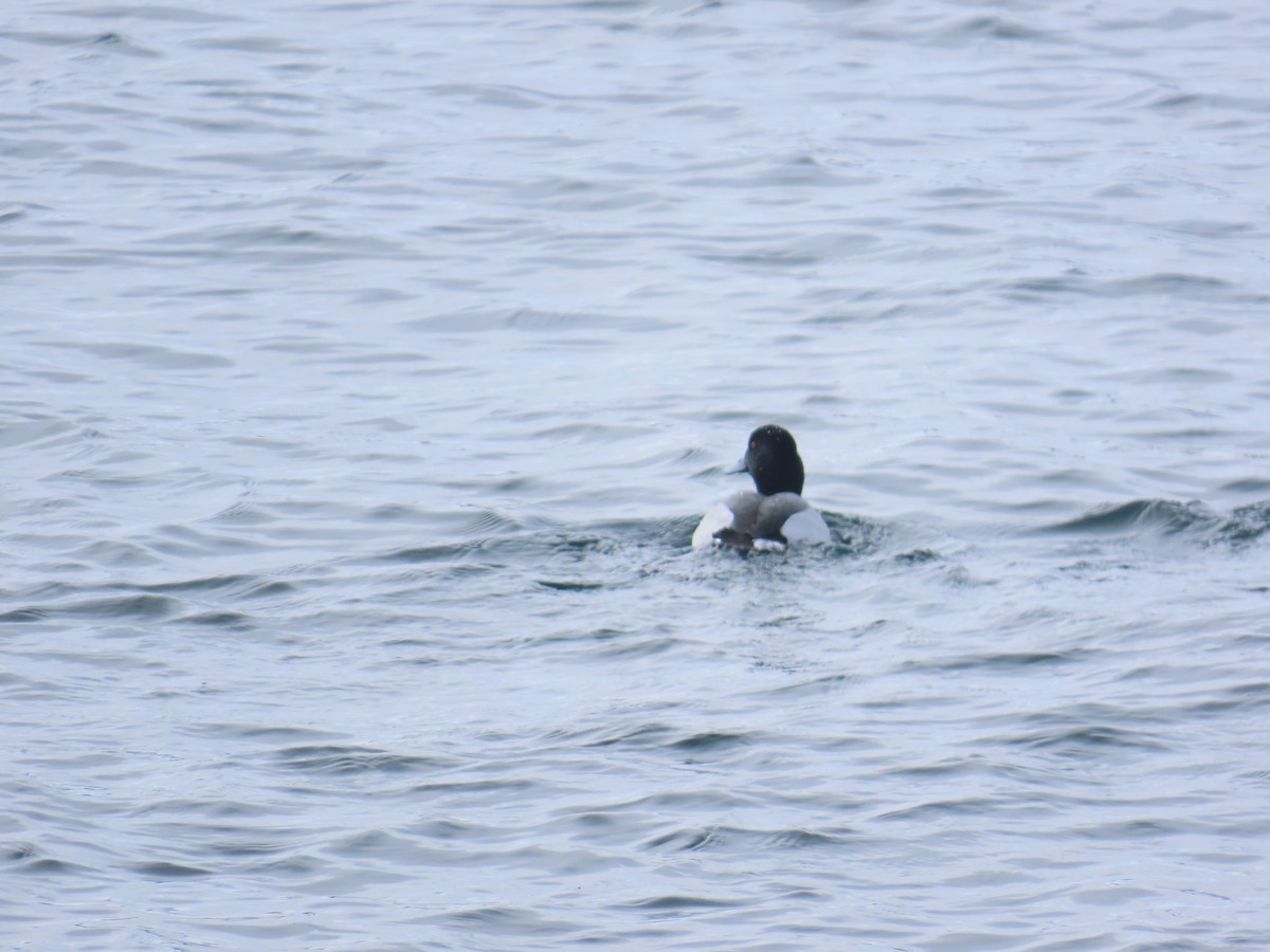 Greater Scaup - ML615015700