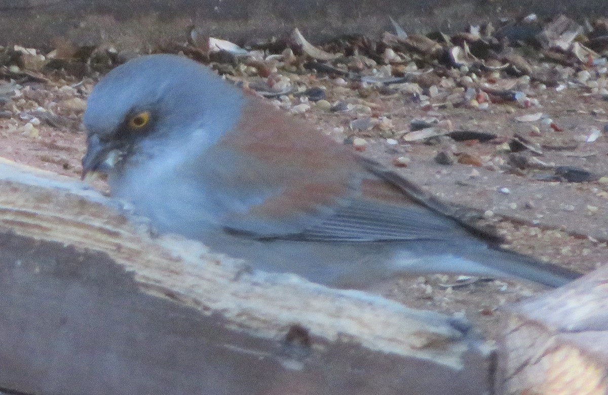 Dark-eyed/Yellow-eyed Junco - ML615015844