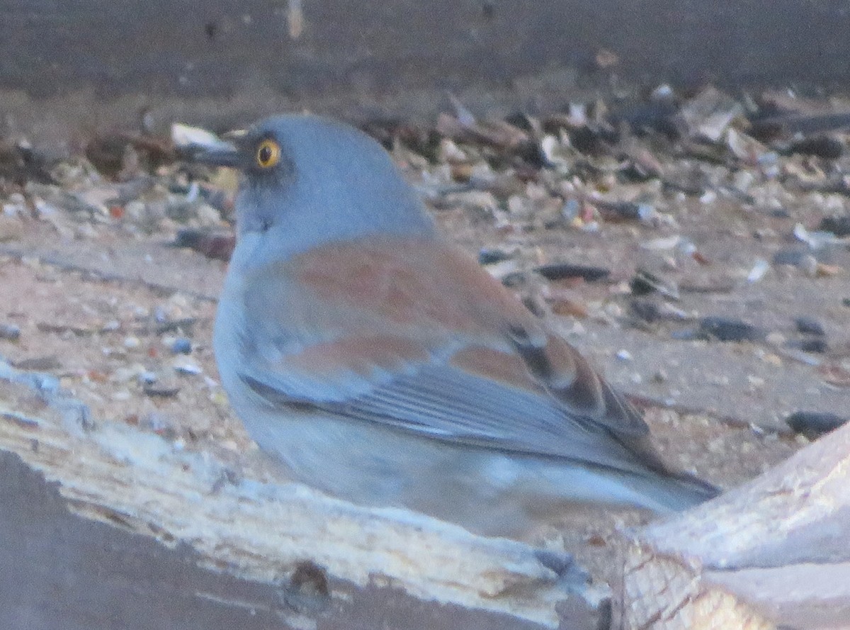 Dark-eyed/Yellow-eyed Junco - Claire Weiser