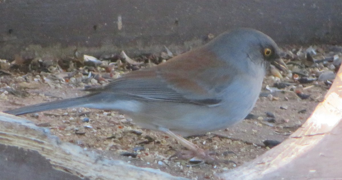 Dark-eyed/Yellow-eyed Junco - ML615015849