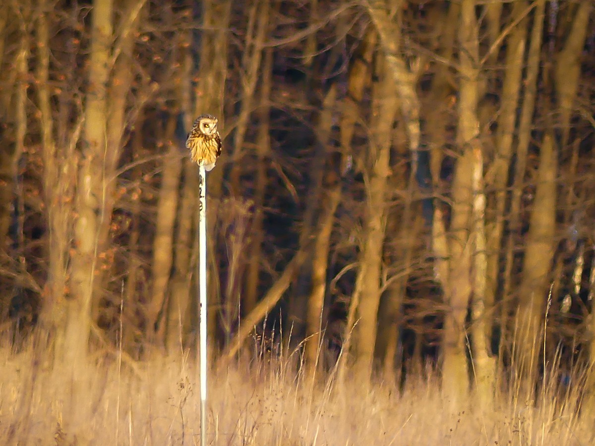 Short-eared Owl - Lukas Osborne