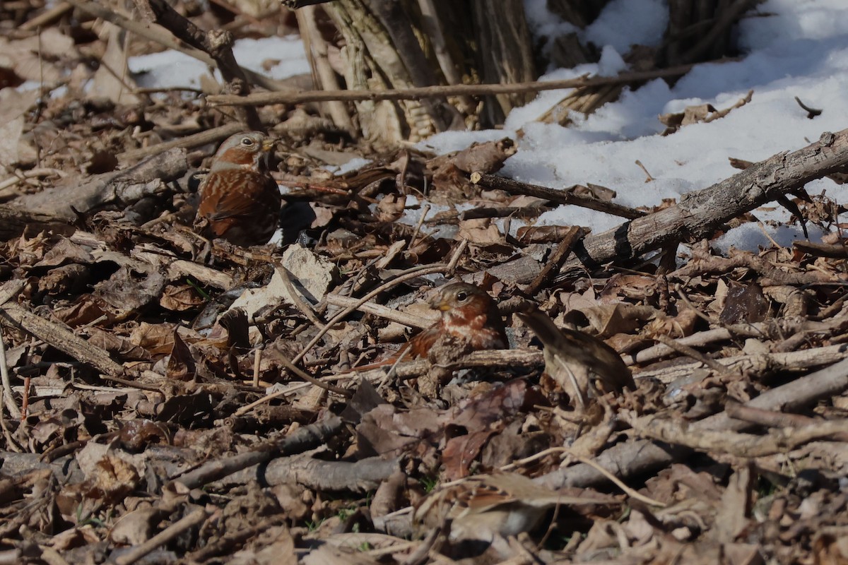 Fox Sparrow (Red) - ML615015970