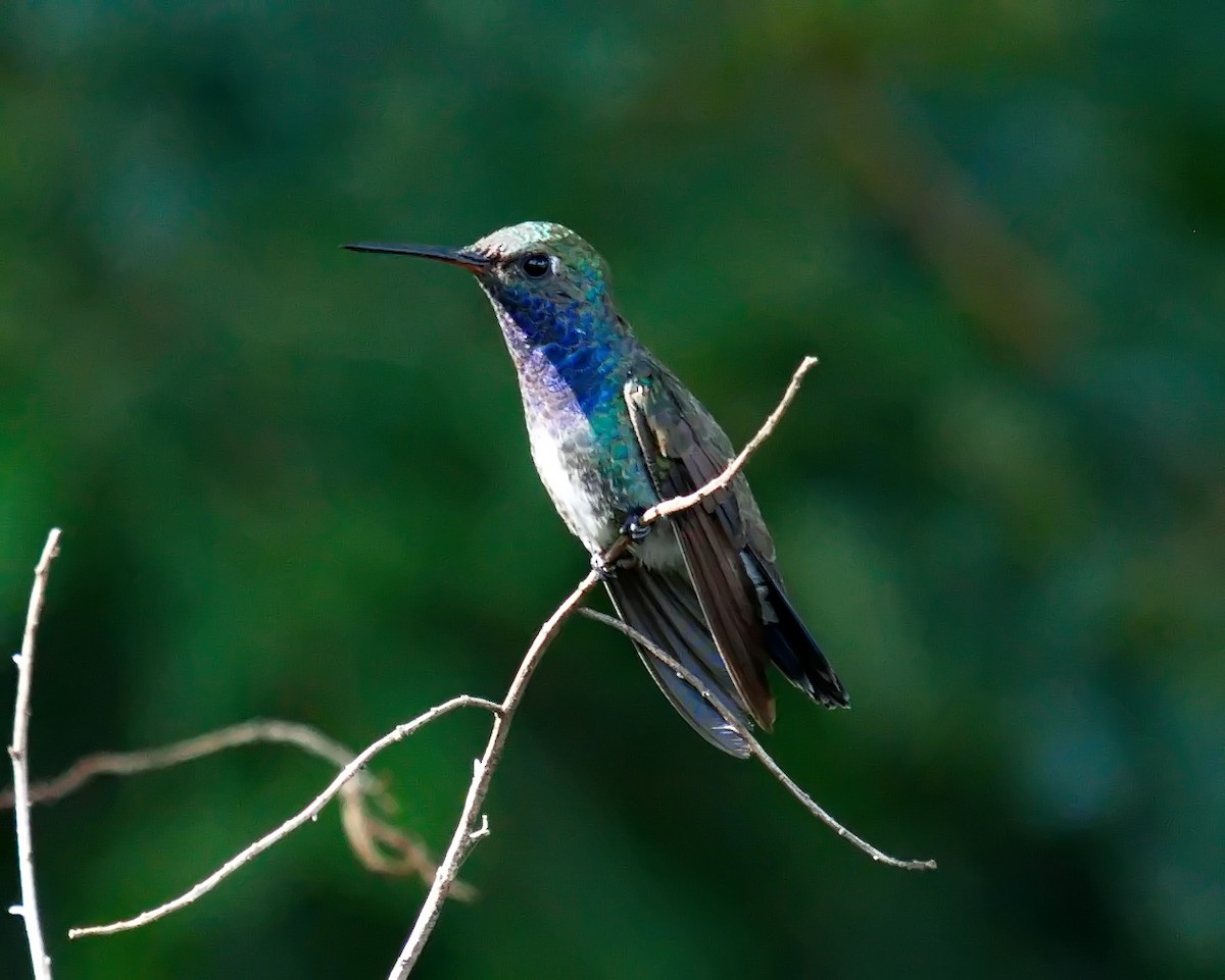 kolibřík safírový - ML615016054