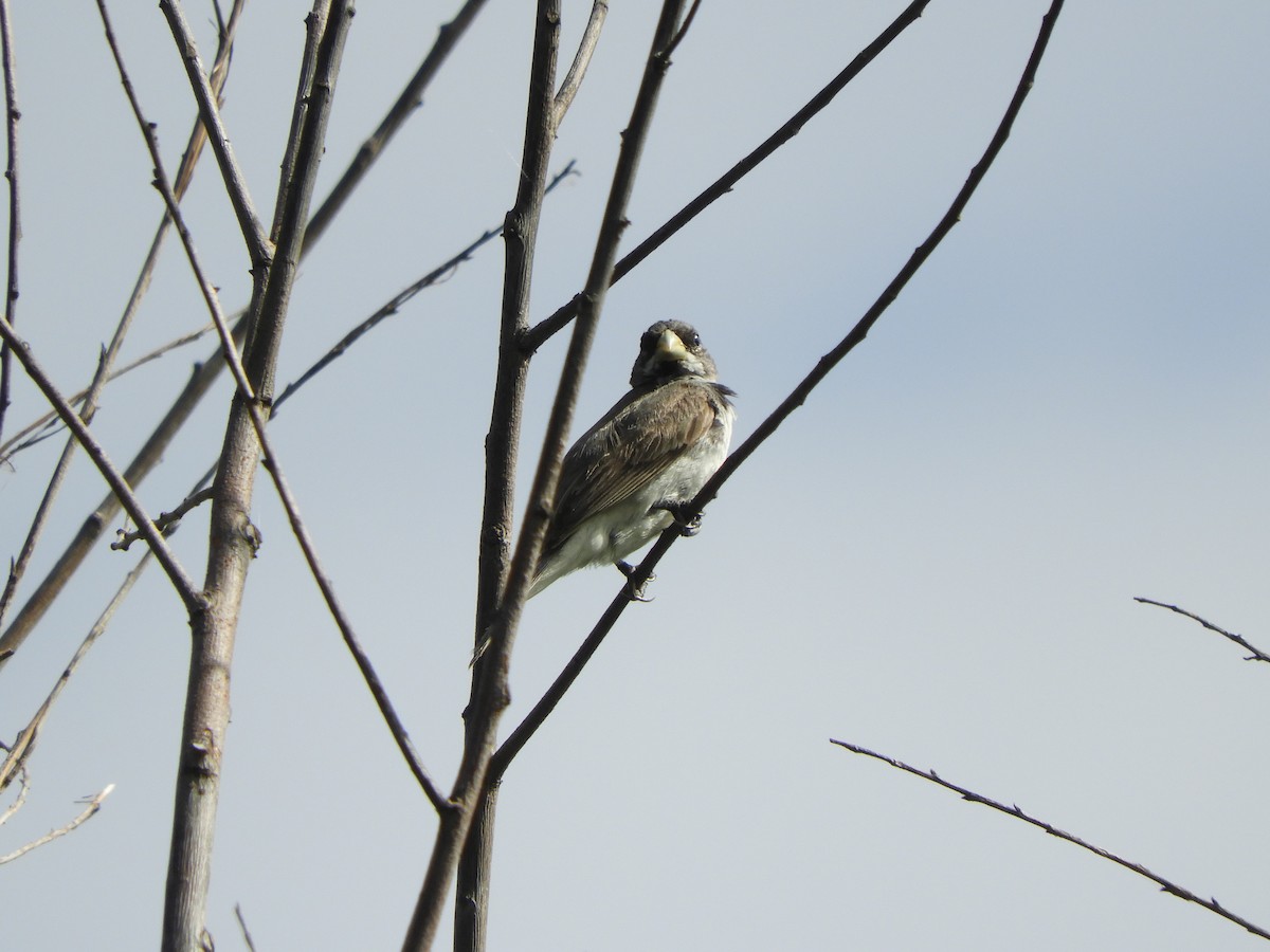 Double-collared Seedeater - ML615016056