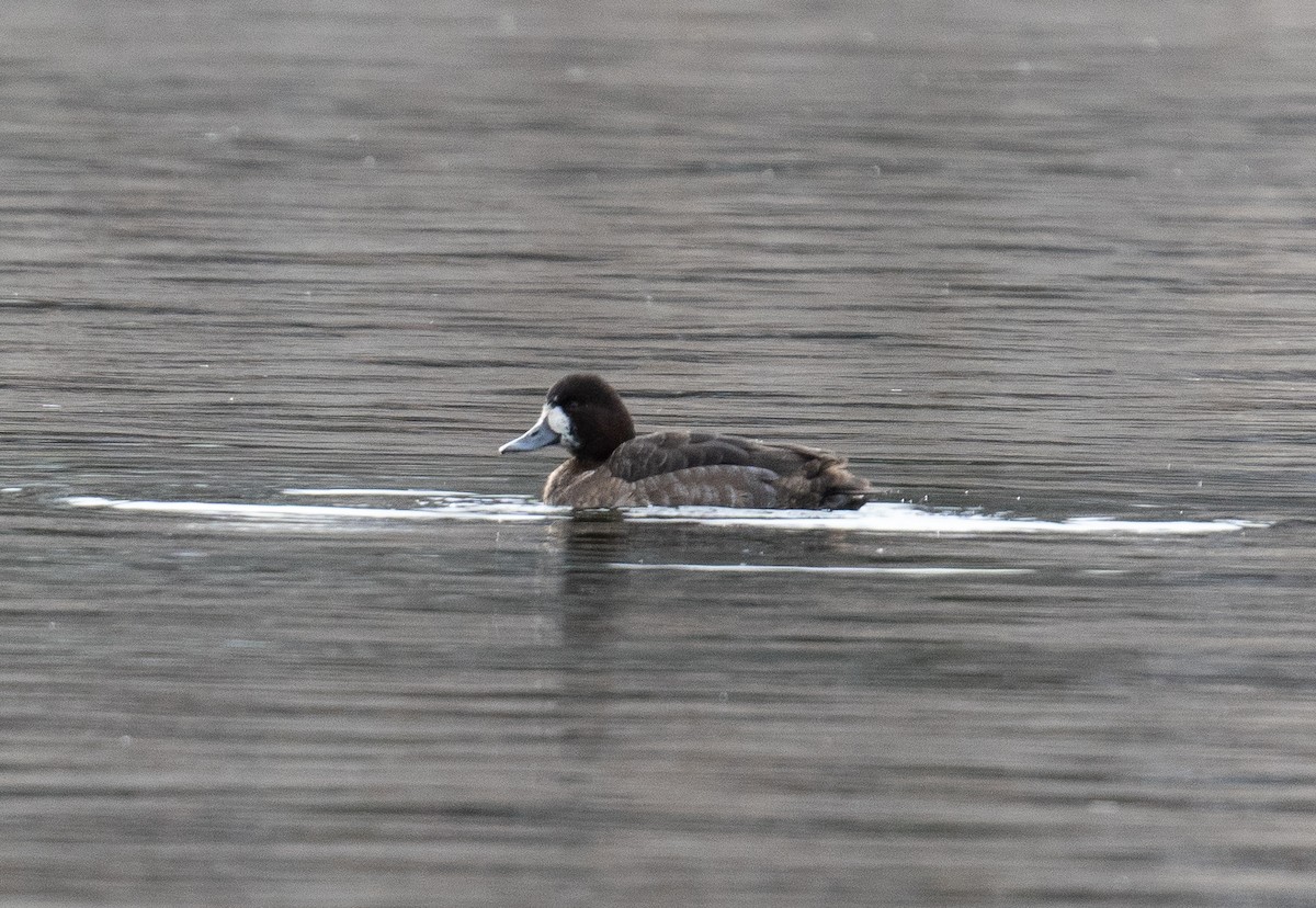 Greater/Lesser Scaup - ML615016076