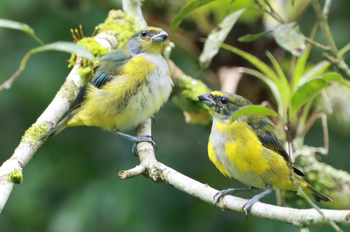 Green-throated Euphonia - João Paulo Durante