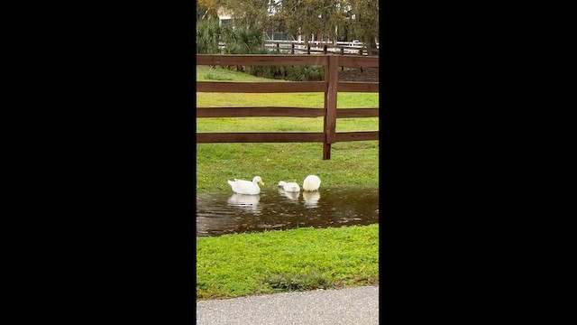 Domestic goose sp. (Domestic type) - ML615016142