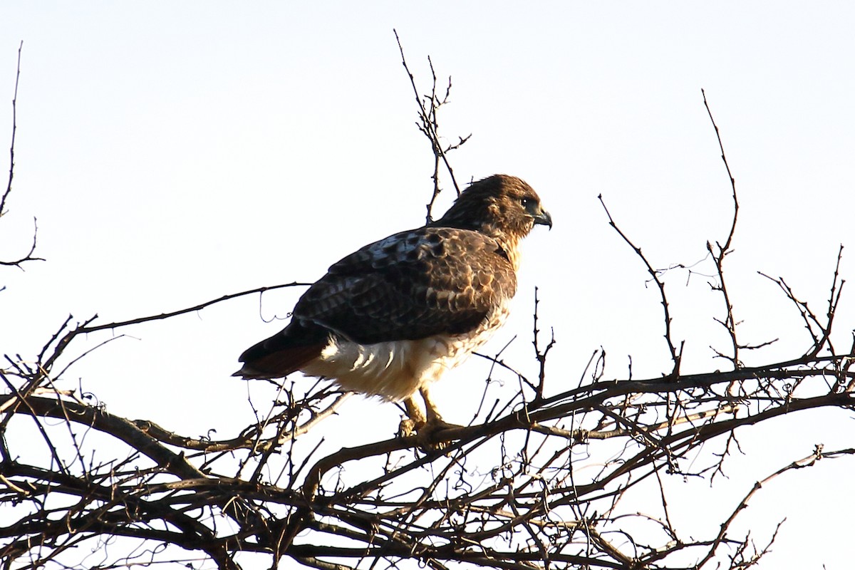 Red-tailed Hawk - ML615016149