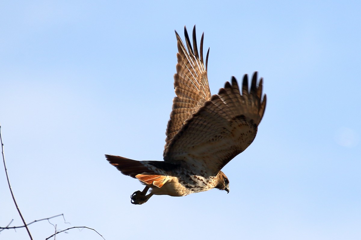 Red-tailed Hawk - ML615016164