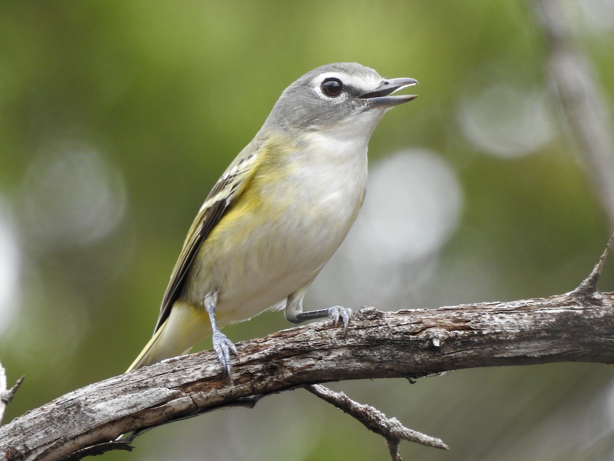 Graukopfvireo - ML615016165