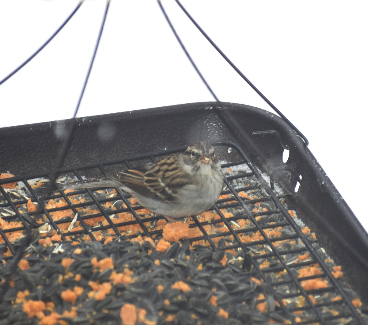 Chipping Sparrow - sharon dellinger