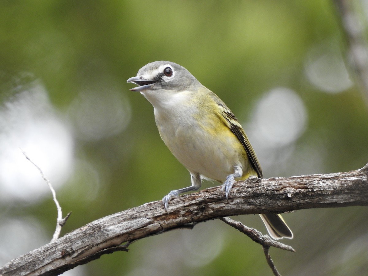 Graukopfvireo - ML615016176