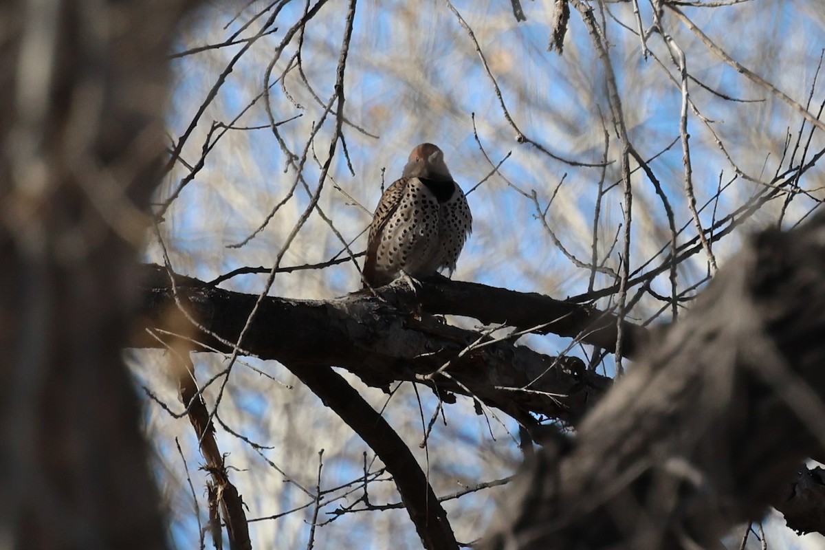 Northern/Gilded Flicker - Andy Bridges