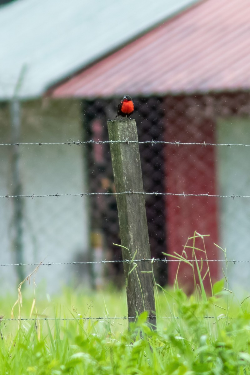 Red-breasted Meadowlark - ML615016186