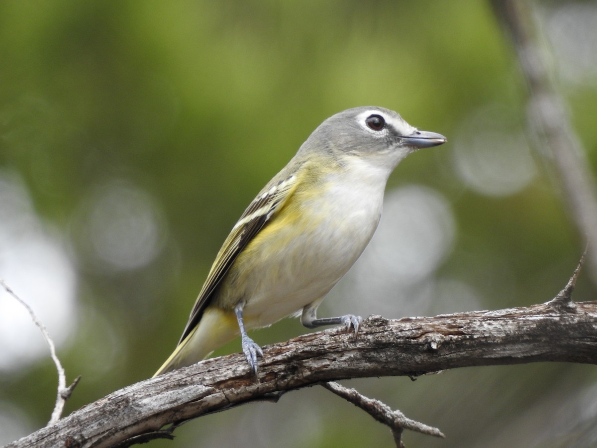 Graukopfvireo - ML615016187