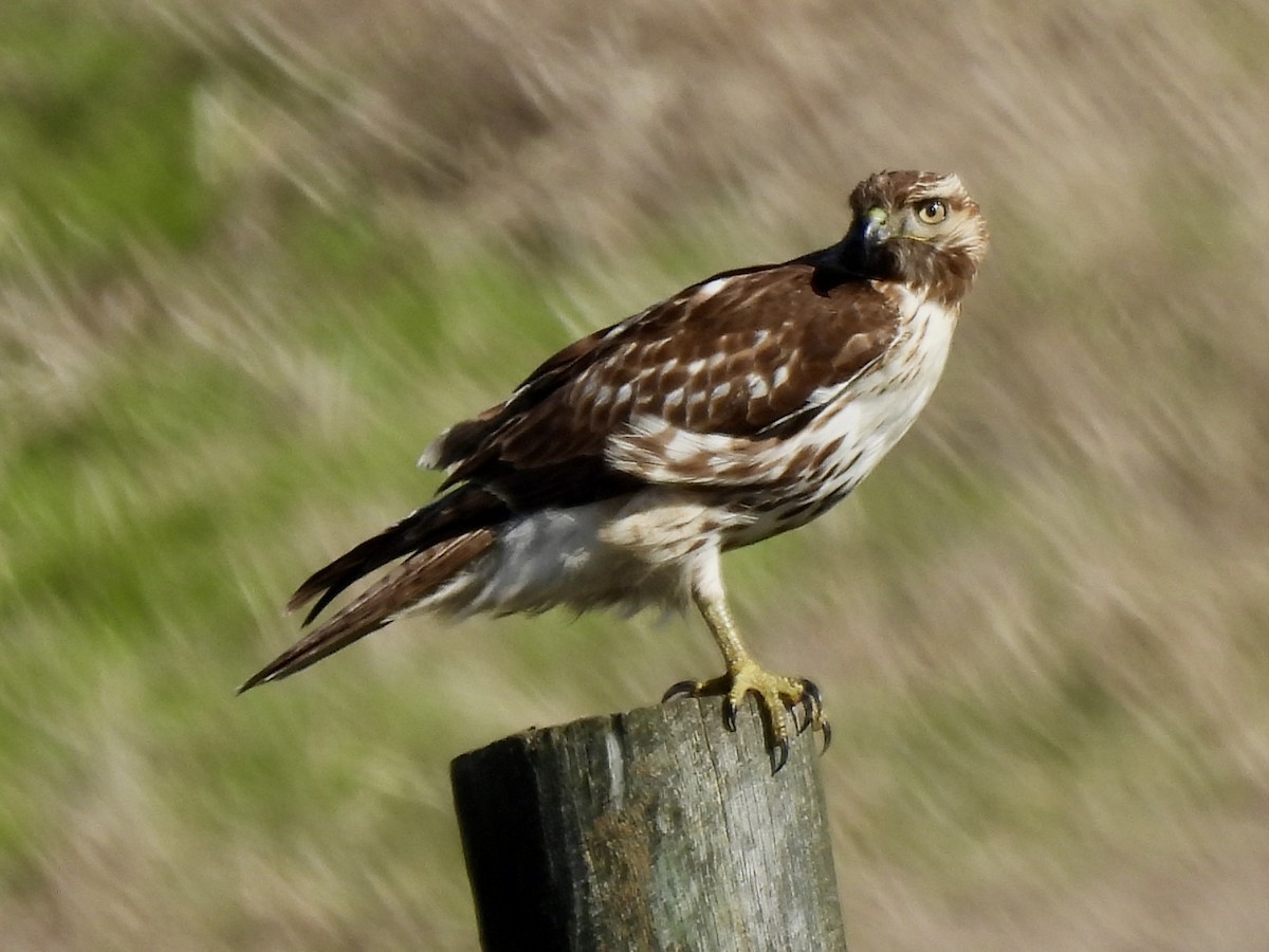 Red-tailed Hawk - Dana Cox