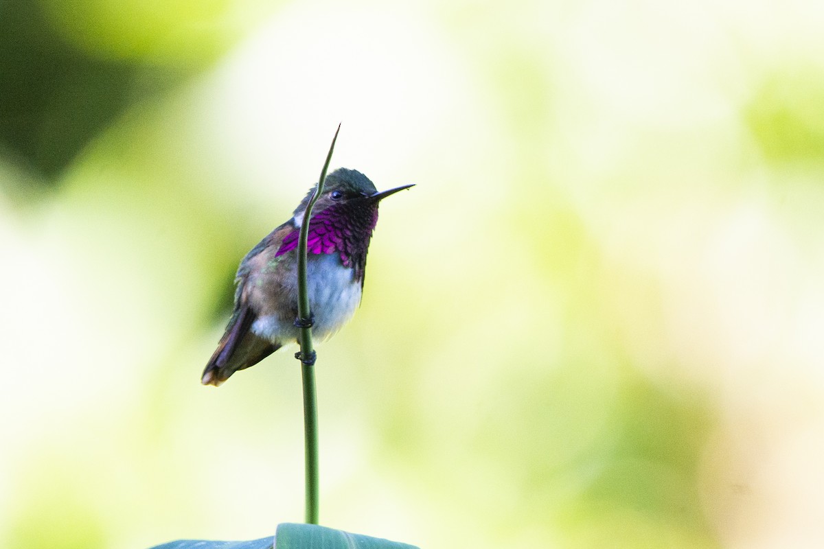 Wine-throated Hummingbird - Francisco Dubón