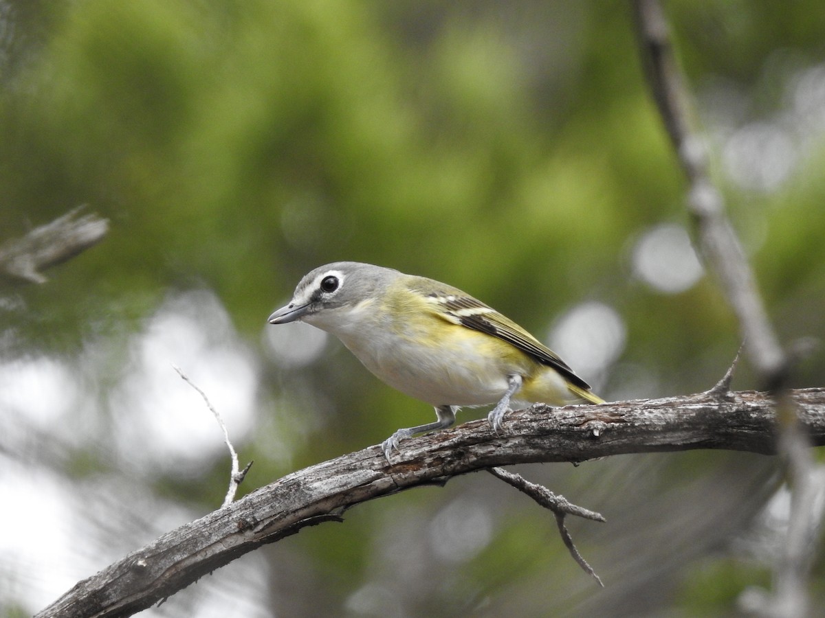 Graukopfvireo - ML615016228