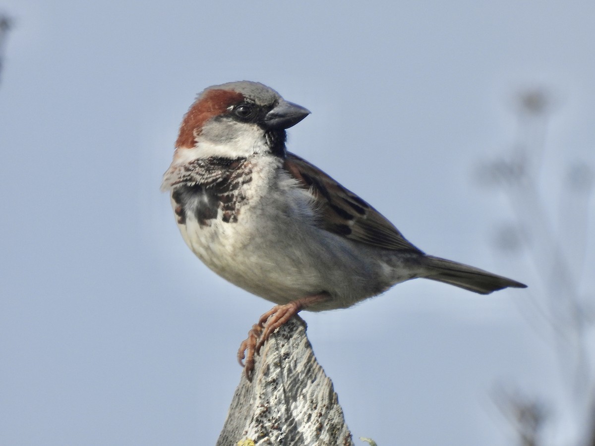 House Sparrow - Dana Cox