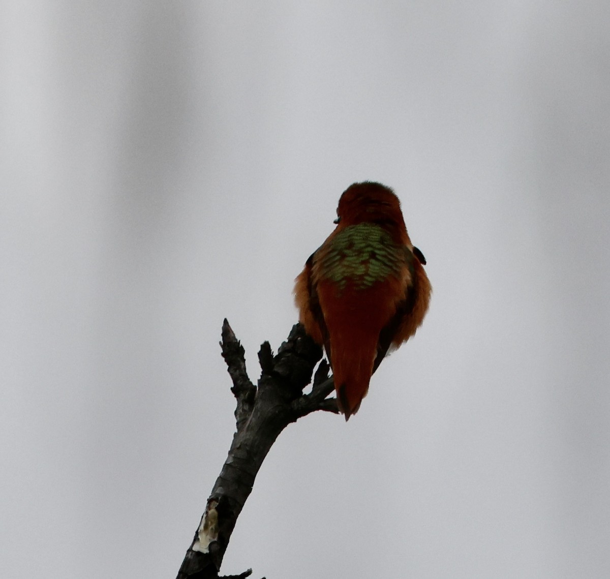 Colibrí de Allen - ML615016237