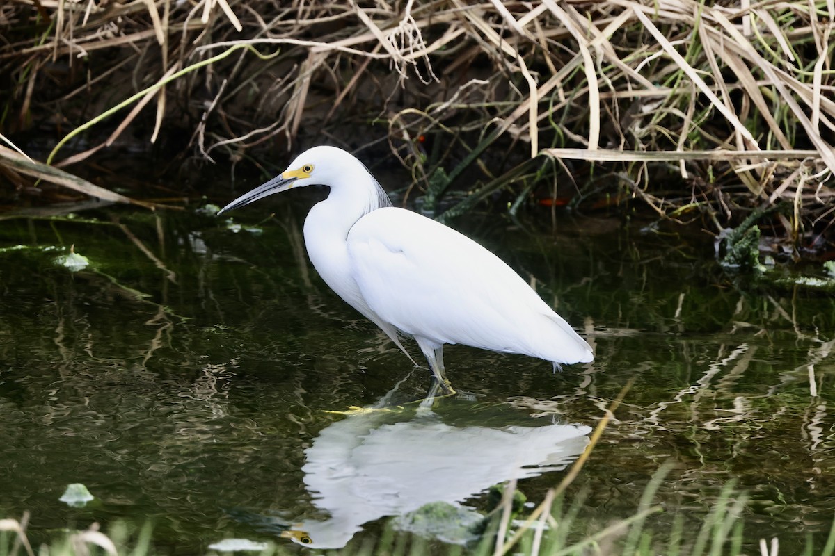 Snowy Egret - ML615016255