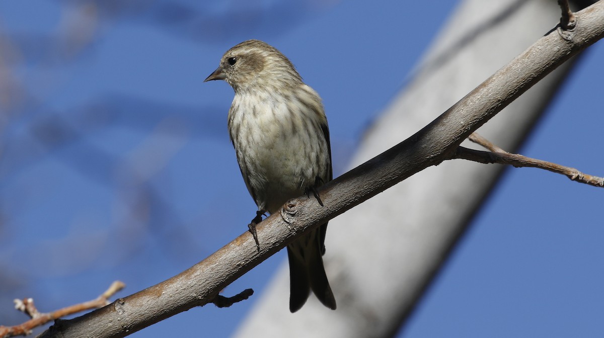 Pine Siskin - Alison Sheehey