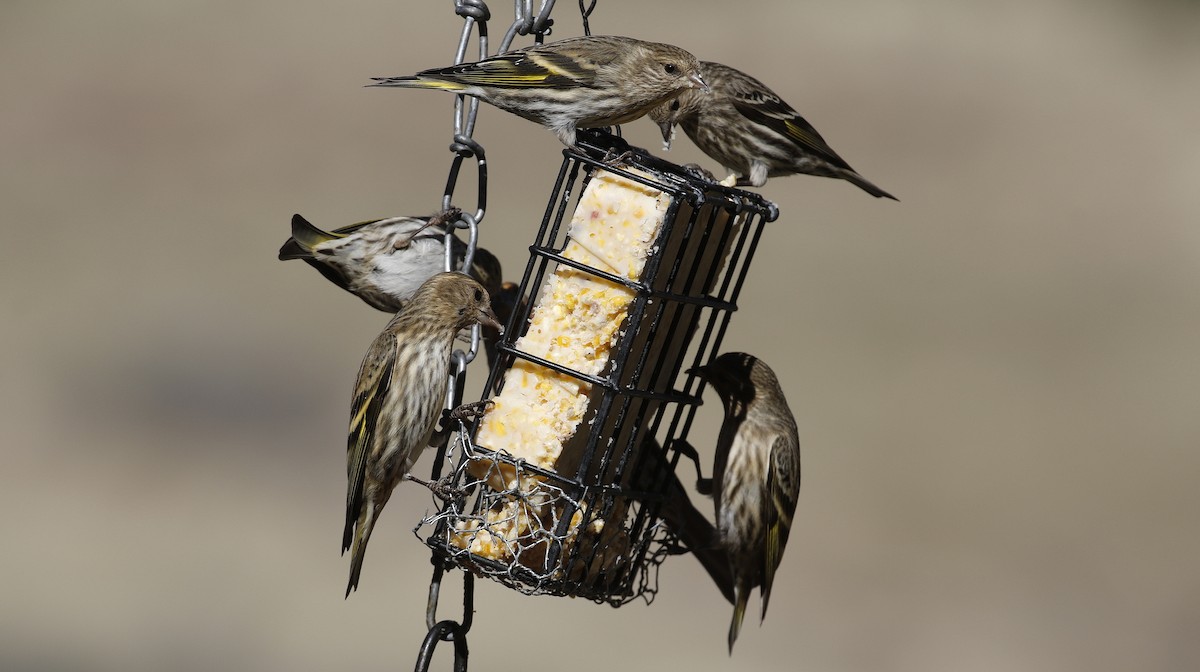 Pine Siskin - Alison Sheehey