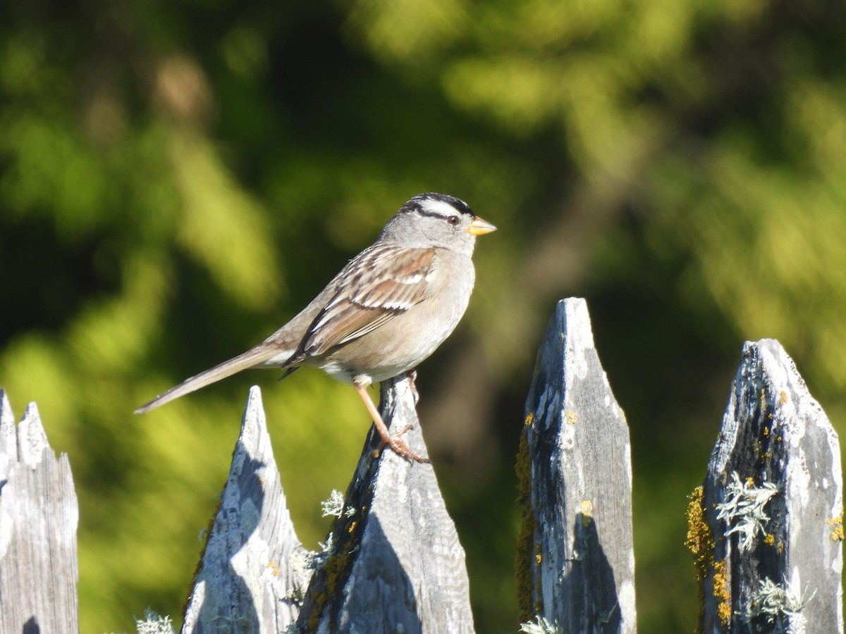 Bruant à couronne blanche - ML615016289