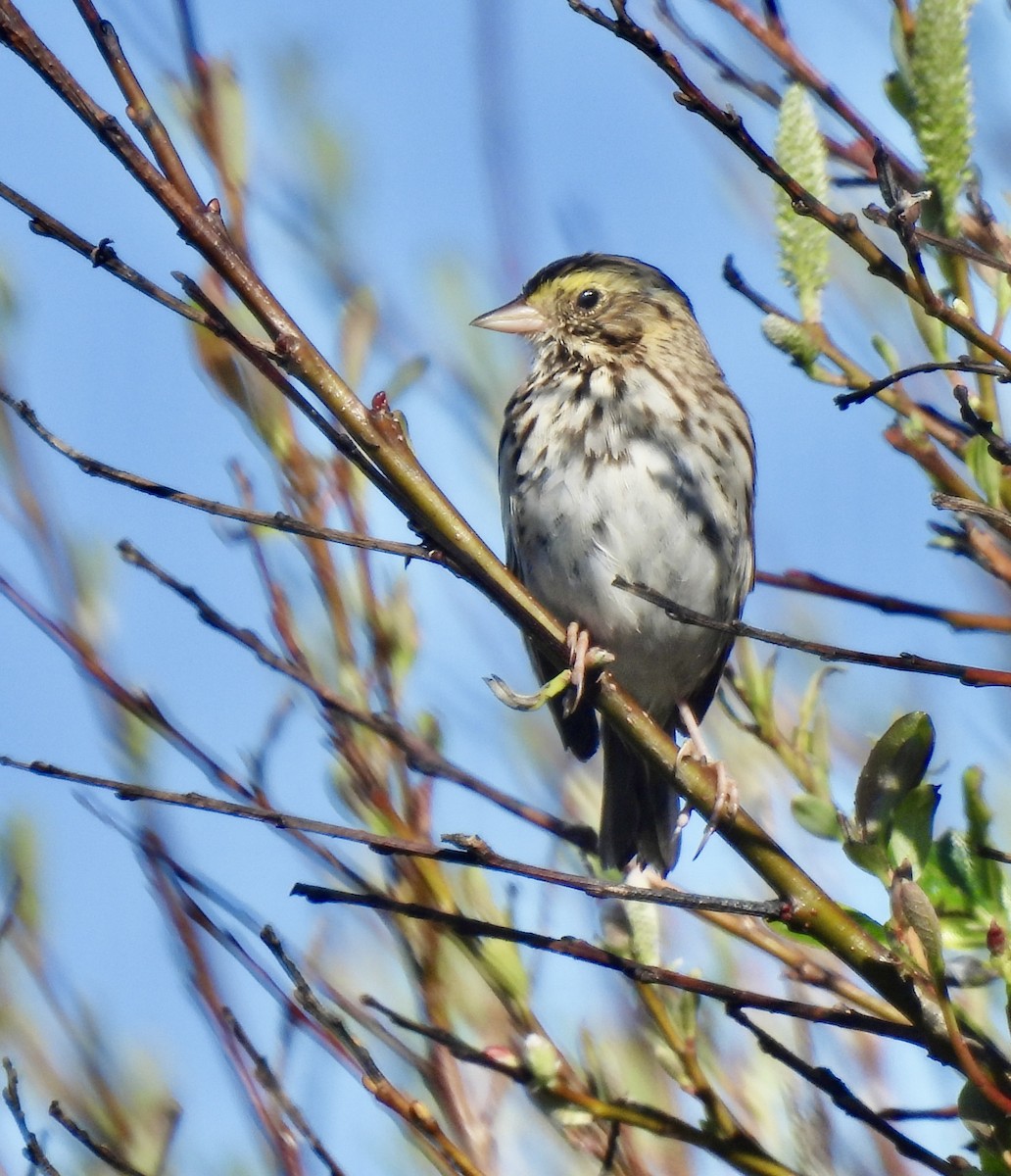 Savannah Sparrow - Dana Cox