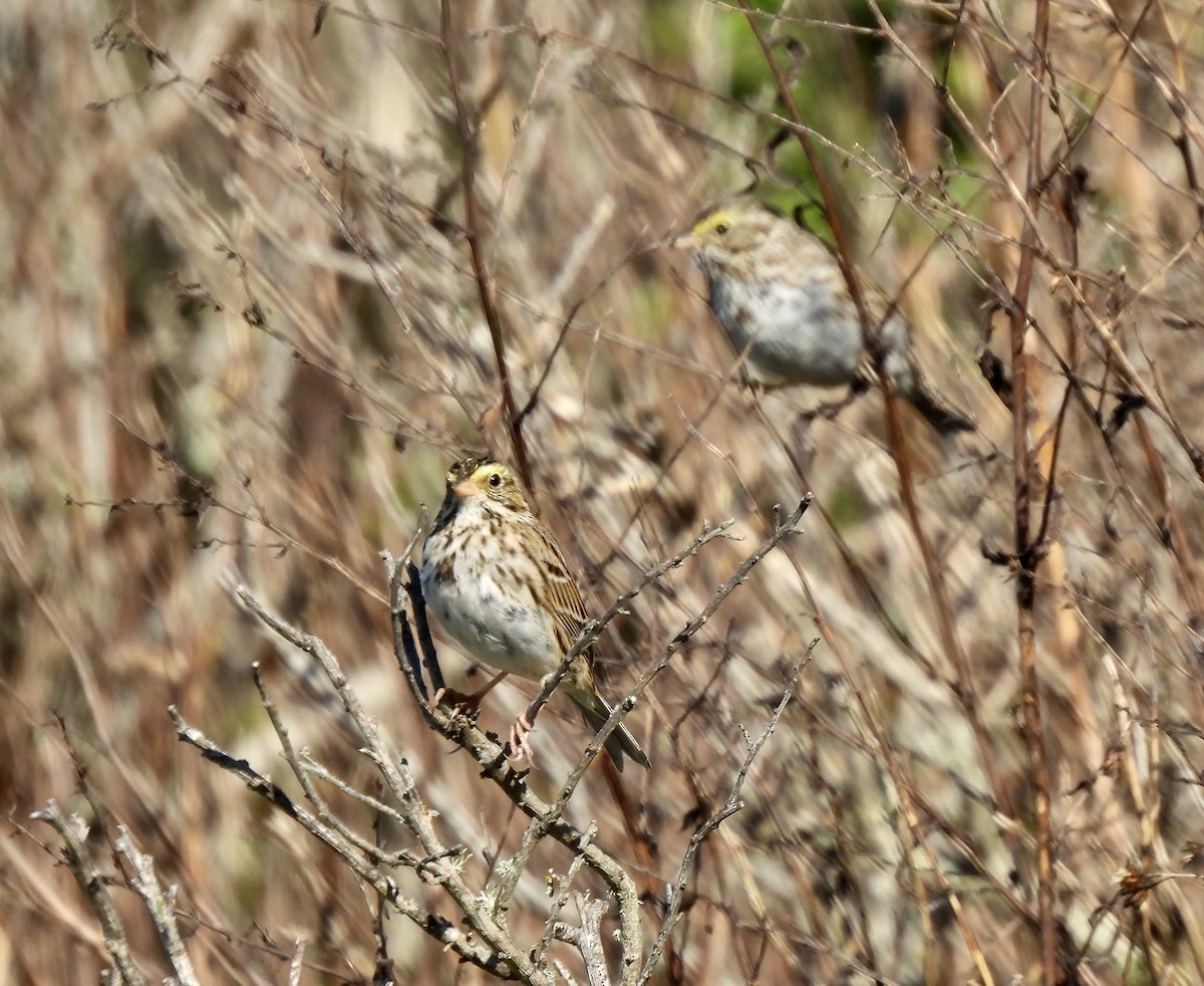 Savannah Sparrow - ML615016325