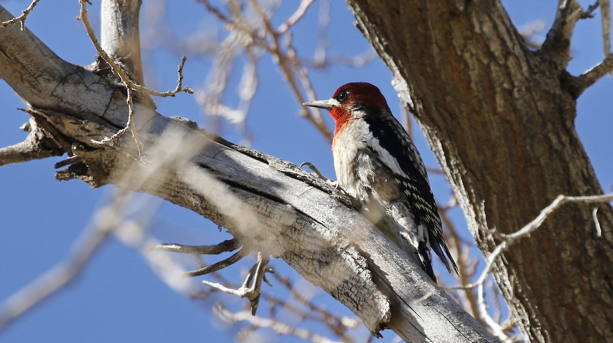 Red-breasted Sapsucker - Alison Sheehey