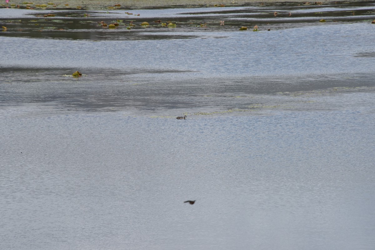 Green Pygmy-Goose - ML615016416