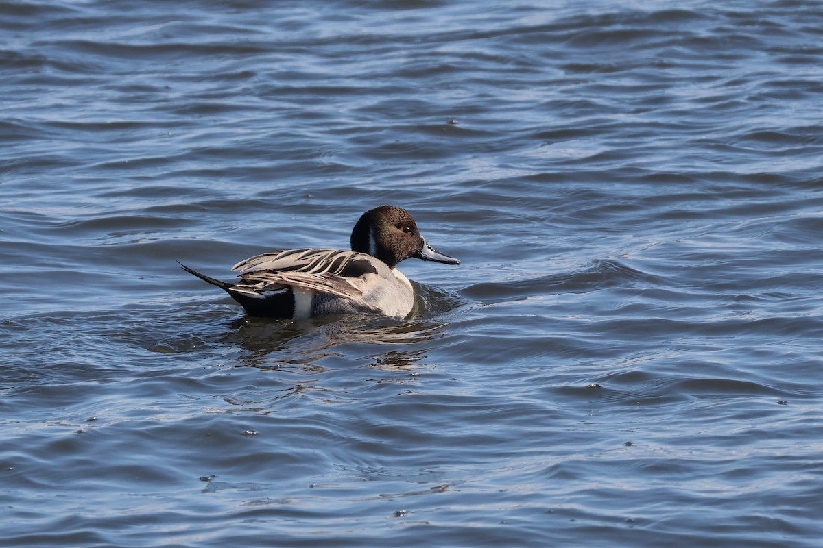 Northern Pintail - ML615016417