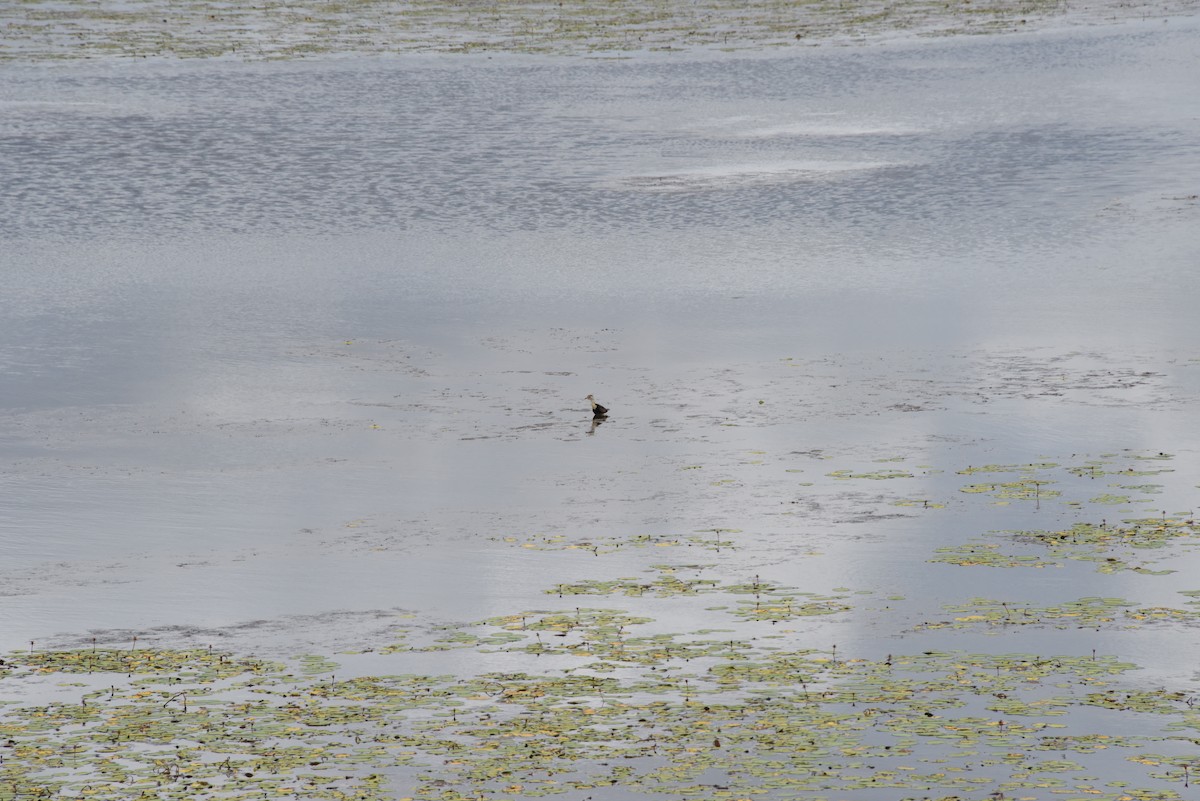 Comb-crested Jacana - ML615016466