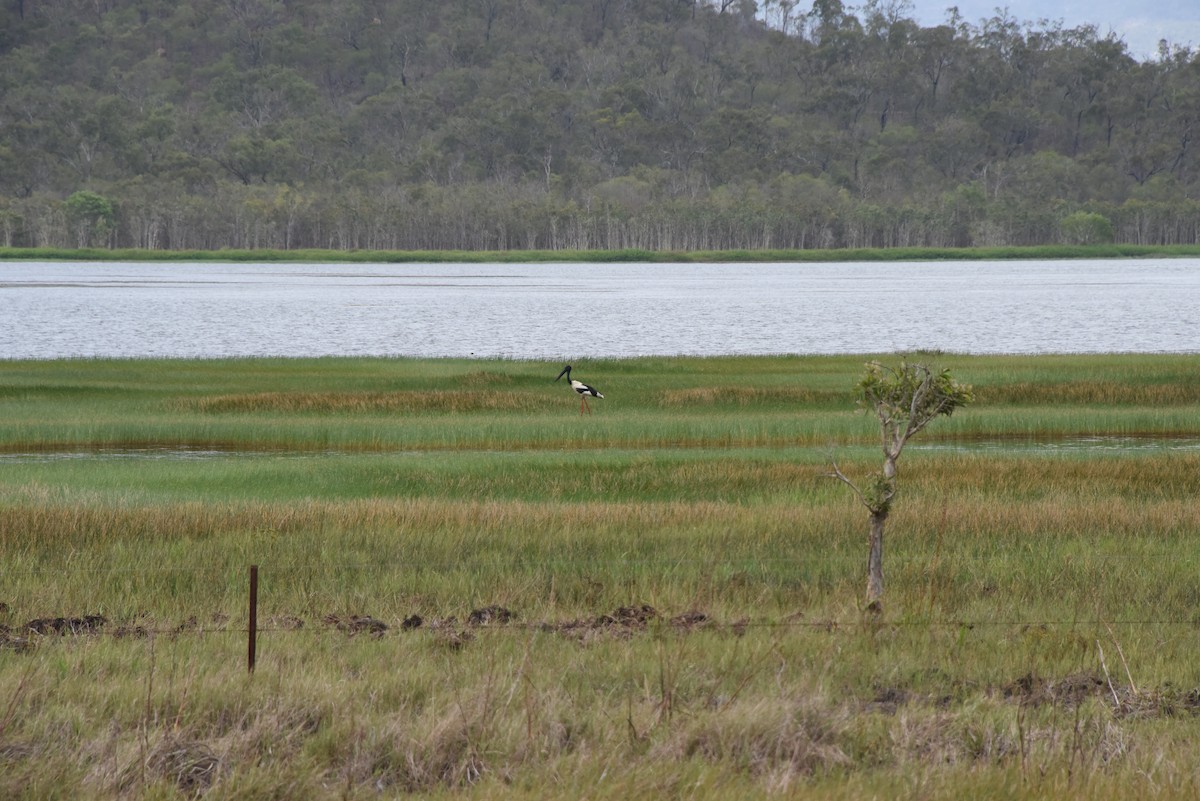 Black-necked Stork - ML615016478